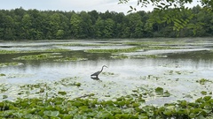 Ardea herodias