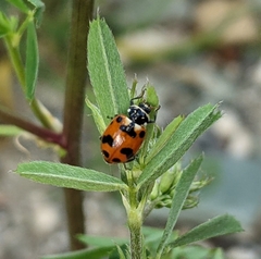 Hippodamia caseyi