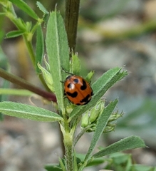 Hippodamia caseyi