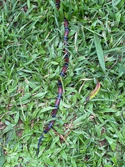 Micrurus sangilensis