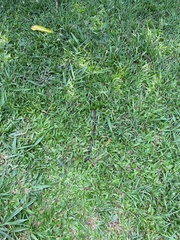 Micrurus sangilensis