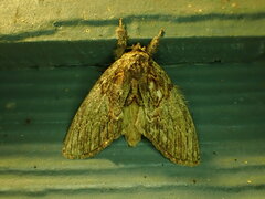 Peridea basitriens