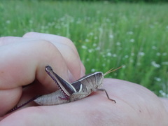 Paratylotropidia brunneri