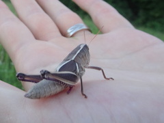 Paratylotropidia brunneri