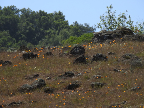 Eschscholzia californica