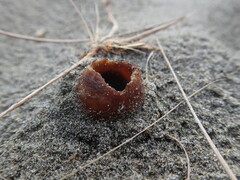 Peziza oceanica