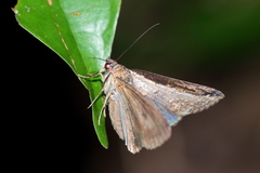 Lophoptera squammigera