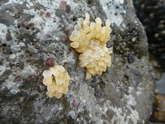 Ocenebrinae
