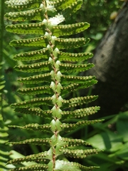 Nephrolepis cordifolia