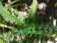 Nephrolepis cordifolia