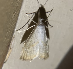 Haimbachia placidellus