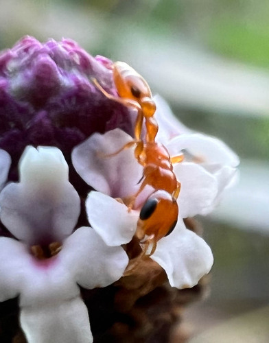 Golden Twig Ant photo 5