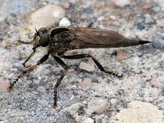 Machimus notatus