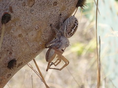 Phidippus texanus