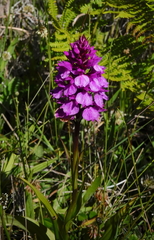 Dactylorhiza foliosa image