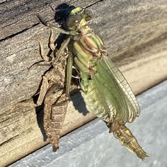 Dromogomphus spinosus