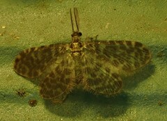 Nallachius americanus