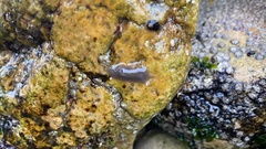 Notocomplana chierchiae