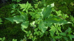 Arisaema stewardsonii