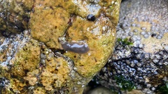 Notocomplana chierchiae