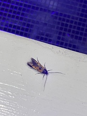 Chrysoclista linneella