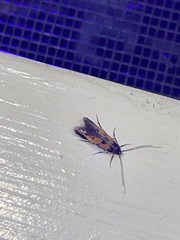 Chrysoclista linneella