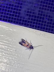 Chrysoclista linneella