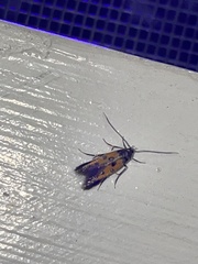 Chrysoclista linneella