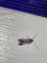 Chrysoclista linneella