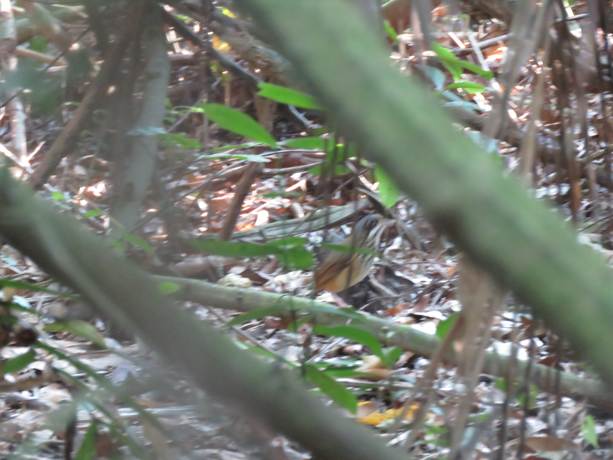 Masked Antpitta (Hylopezus auricularis), photo 7