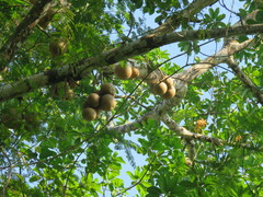 Couroupita guianensis