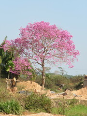 Handroanthus impetiginosus