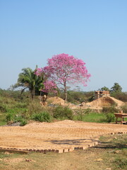 Handroanthus impetiginosus