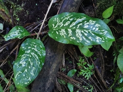 Dieffenbachia williamsii