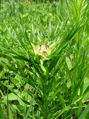 Asphondylia lacinariae