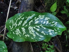 Dieffenbachia williamsii