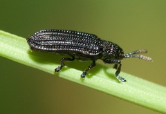 Anisostena nigrita