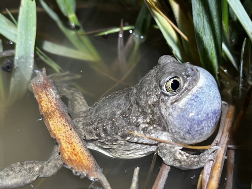 Plains Spadefoot
