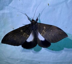 Ischyja ebusa