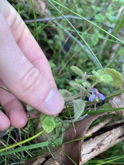 Tremandra stelligera