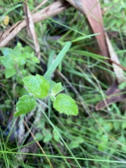 Tremandra stelligera