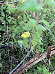 Tremandra stelligera