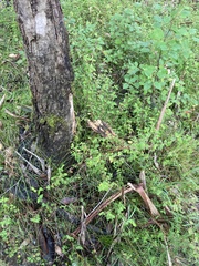 Tremandra stelligera