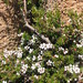 Alpine Tea-Tree - Photo (c) greenmthort, some rights reserved (CC BY-NC), uploaded by greenmthort