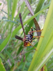 Polistes myersi