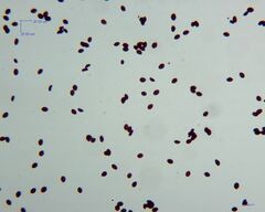 Panaeolus subbalteatus