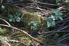 Rubus canadensis