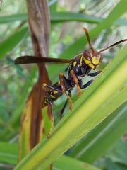 Polistes myersi