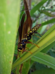 Polistes myersi