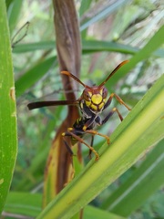 Polistes myersi